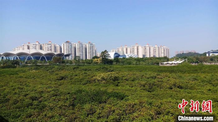 圖為防城港市北部灣海洋文化公園內(nèi)紅樹林郁郁蔥蔥?！●T抒敏 攝