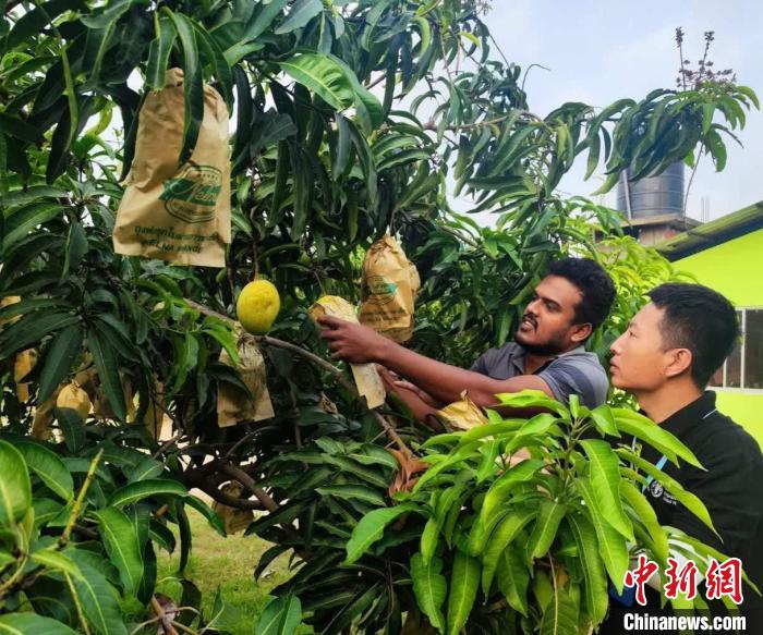 項(xiàng)目組專家在一處芒果生產(chǎn)基地開展田間病蟲害防控指導(dǎo)?！≈兴鼓夏虾献鲗＜医M供圖