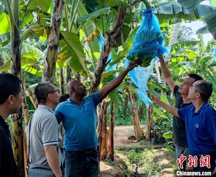 在金融危機(jī)國家助農(nóng)是什么體驗？專訪“中國-FAO-斯里蘭卡南南合作”項目團(tuán)隊隊長